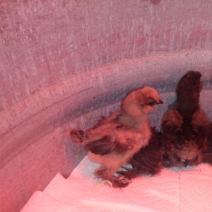 Blue and Black Bearded Silkies
