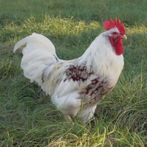 14 month old "splash" rooster