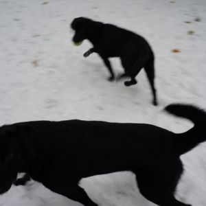 Tried to get pictures of our two black dogs, but with white snow - it's a no go.
