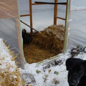 I was going to surround the entire coop with straw bales for some insulation, but at $5.50 a bale, it was too expensive.  So just a part run got bales - one went into the run for fun.