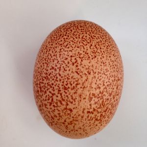 Speckled egg from one of our Welsummer's.