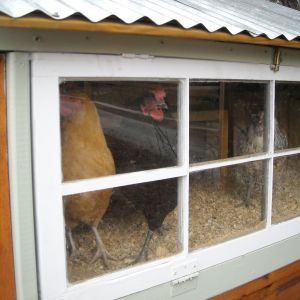 They love looking out their window
