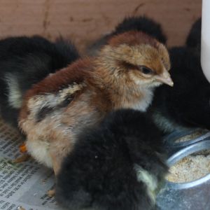 Ed as a chick
e+/e+ b/b
Father to all the F1s