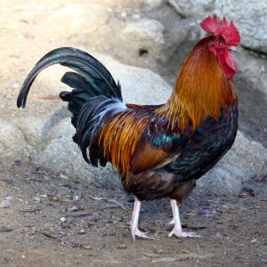 Ed
e+/e+ b/b
Father to all the F1s