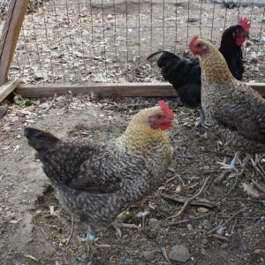 Golden Cuckoo Girls (from Rockin' G Ranch)
Er/Er B/-