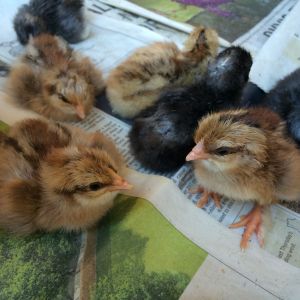 F2 babies
(the "chipmunks" with dots on their heads are the keepers)
e+/e+ B/- or B/b
Father: F1del
Mothers: F1 hens