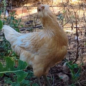 Honey - Easter Egger