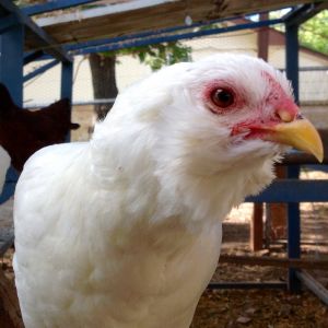 Isis - Easter Egger