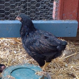 Pants, the runt of the whole flock.