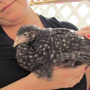 Sick chicky, before she developed wry neck