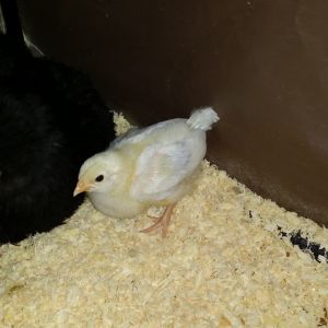 Light Sussex 2 weeks old
