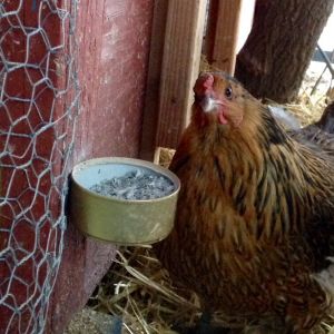 Our only clean face Easter Egger, she has yet to be named.