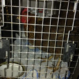 Nutmeg, she suffered some frost bite on her comb and she was separated from the flock while her comb stopped bleeding.