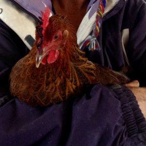 Nutmeg, close up showing her bloody comb after suffering from frost bite and treated with Blu Kote.