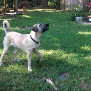 Our Kangal at 6 months. He is watching a hawk fly over, barking and following.