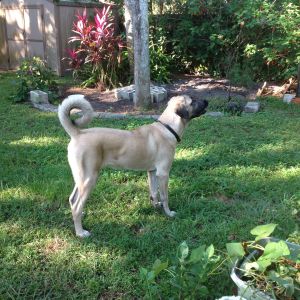 Our Kangal at 6 months. He is watching a hawk fly over, barking and following.