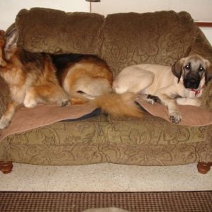 Our female German Shepherd adult and 4 month old Kangal Dog.