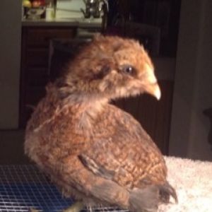 Probably female, Red Brown Ameraucana, maybe 5 weeks?