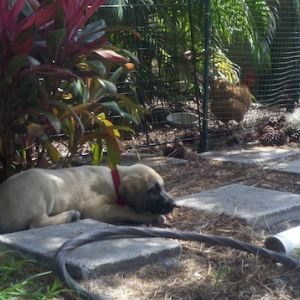 Young Kangal Dog male…. three months old