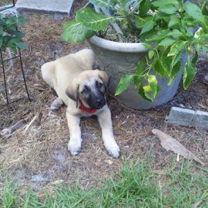 Young Kangal Dog male…. three months old