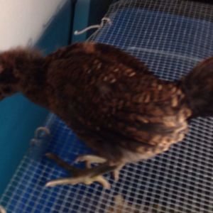Maybe a male? Red Brown Ameraucana, maybe 5 weeks old?
