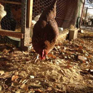 Nutmeg, post frostbite on comb,