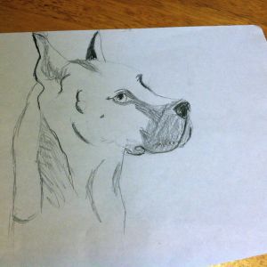 Dog I drew