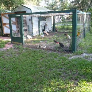 This is my Chicken house and run. I am allowed 6 total and no rooster.