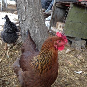 Nutmeg - Post frost bite