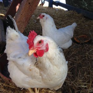 Left Eye today, she is still blind but fully acclimated into the flock and back to being a chicken! She always looks at you with her left eye like this picture shows, too cute. Glad she survived! She blesses us with many eggs weekly and follows me around when I do my chicken chores.