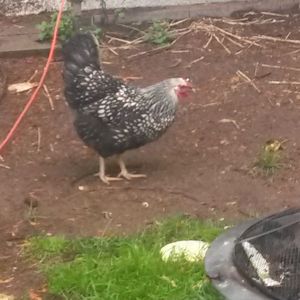 Silver Laced Wyandotte- Lacey