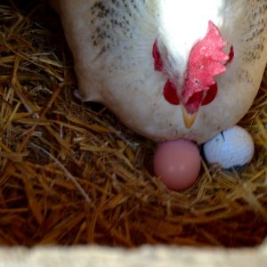 Left Eye with her egg