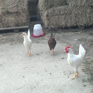 my first three chickens!!!