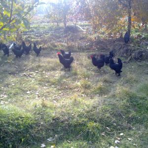 عکسهای جوجه های سال93