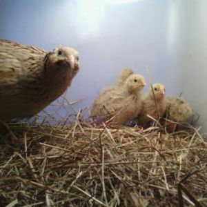 European Coturnix quail Mama with her babys