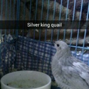 First photo of my new silver button/king quail.