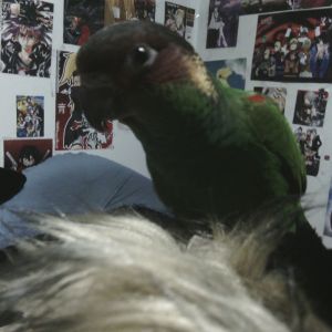 Willow (blue throated conure) on my sisters shoulder, posing.