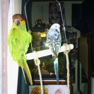 My budgie Leo and Willow (Blue throated Conure) on a swing perch.