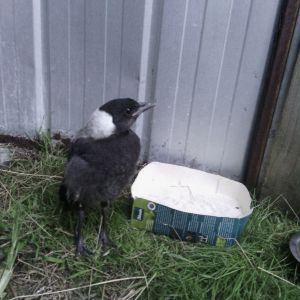I found a Baby magpie with a broken wing. I named him Pie while he healed his wing in my aviary. Had to feed him a ton though, as he couldn't feed himself. (Is now a healthy Magpie back in the wild with a working wing now. :D ).
