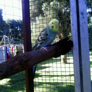 My cute budgie Biscuit, spending some time in the aviary.