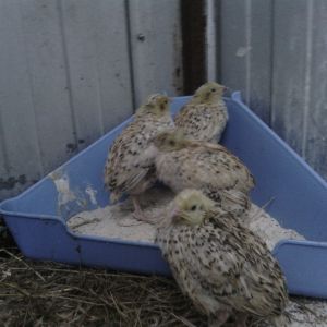 European Coturnix quail. Currently my oldest babys. They are in my aviary for their daily outside time.