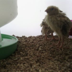 European Coturnix quail babys in their brooder. Just cleaned!