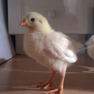 2 week old leghorn chicks
