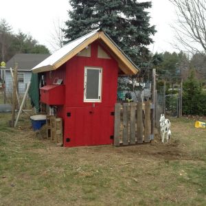In the spring, I will add an screened outdoor pen and extend the open pen area as well. For the winter I made them a temporary shelter with pallets hay bales and an old canvas tarp. Plus there is a completely secure area under the coop.