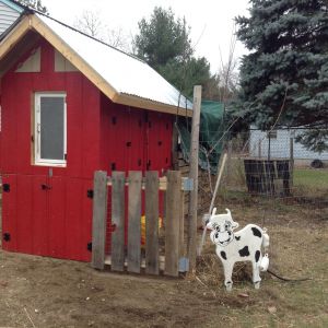 I built this coop for the 4 hens I rescued. They were my granddaughter's till her Mom & Dad had to move for their jobs. The little girls seem pretty happy in their new home, and get a visit from her on school vacations.