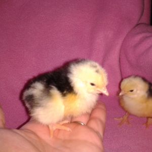 
Mottled chicks