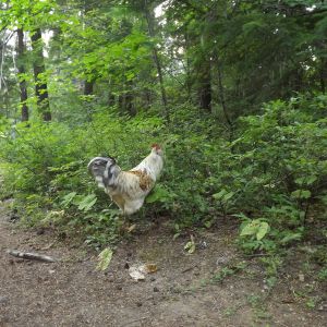 Picking Berries