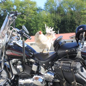 Hot Chick On a Bike!