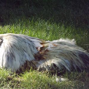Taking a dirt bath is SO relaxing!
