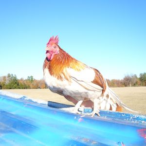 My rooster  Big Red